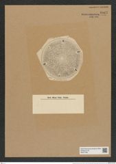 Aulacodiscus decorus Grev. (de-Toni-Nr.: Genus 182, Species 4501) Zeichnungen Sammlung Grunow Nr. 8067 (NHMW-BOT-W0377390)